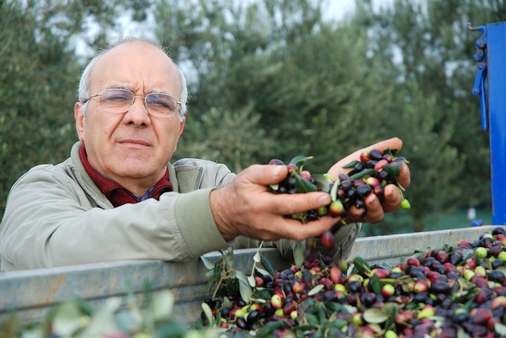 La raccola delle olive