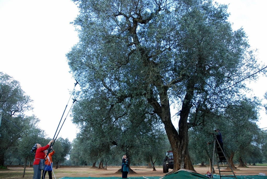 Raccolta delle olive dall'albero Schirinzi