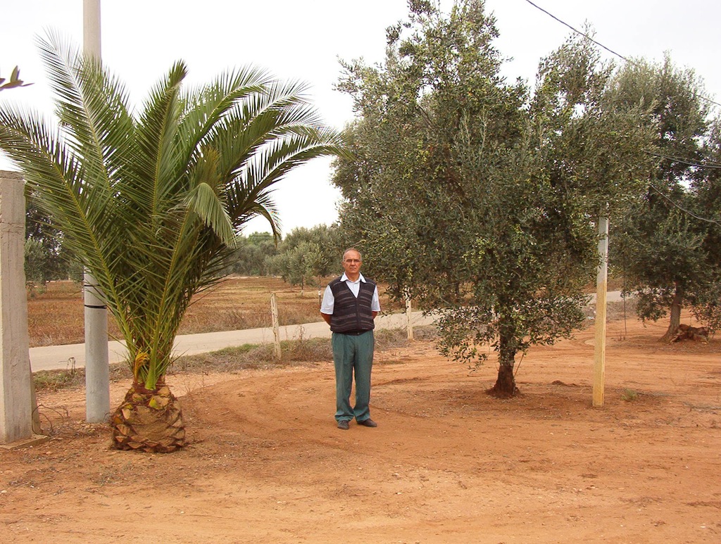 Foto terreno olivetato con titolare (Mario Schirinzi) in località "Maiana"