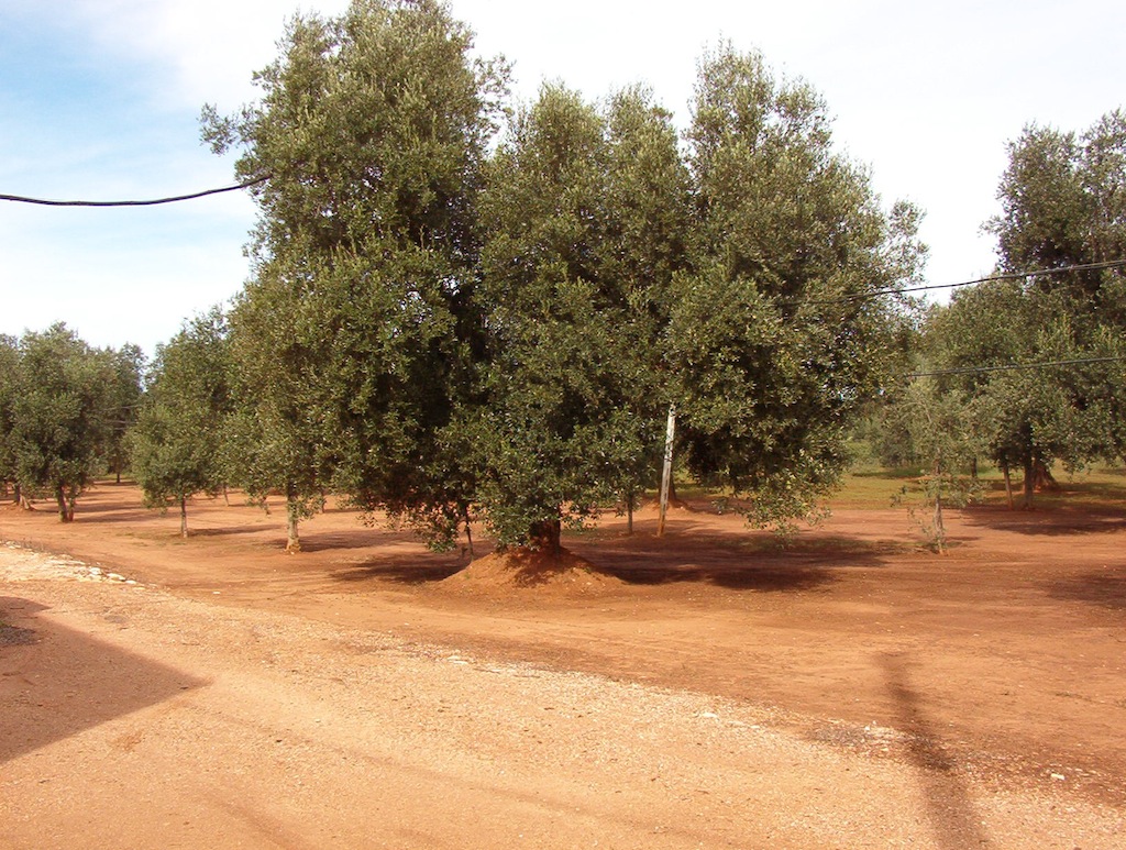 Foto terreno olivetato in località "Cordadilana"
