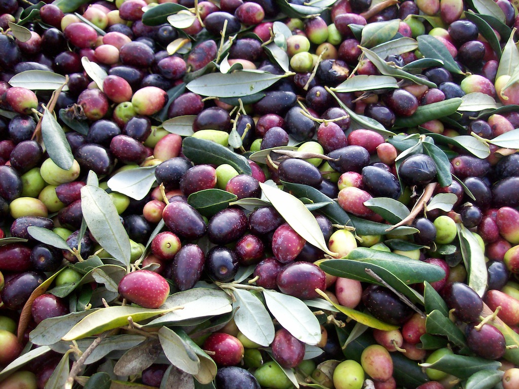 Foto raccolta delle olive