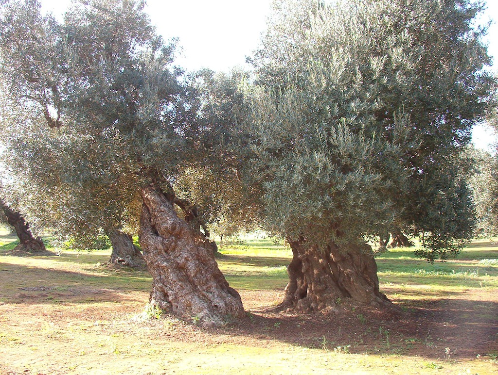Foto coppia alberi d'ulivo secolari