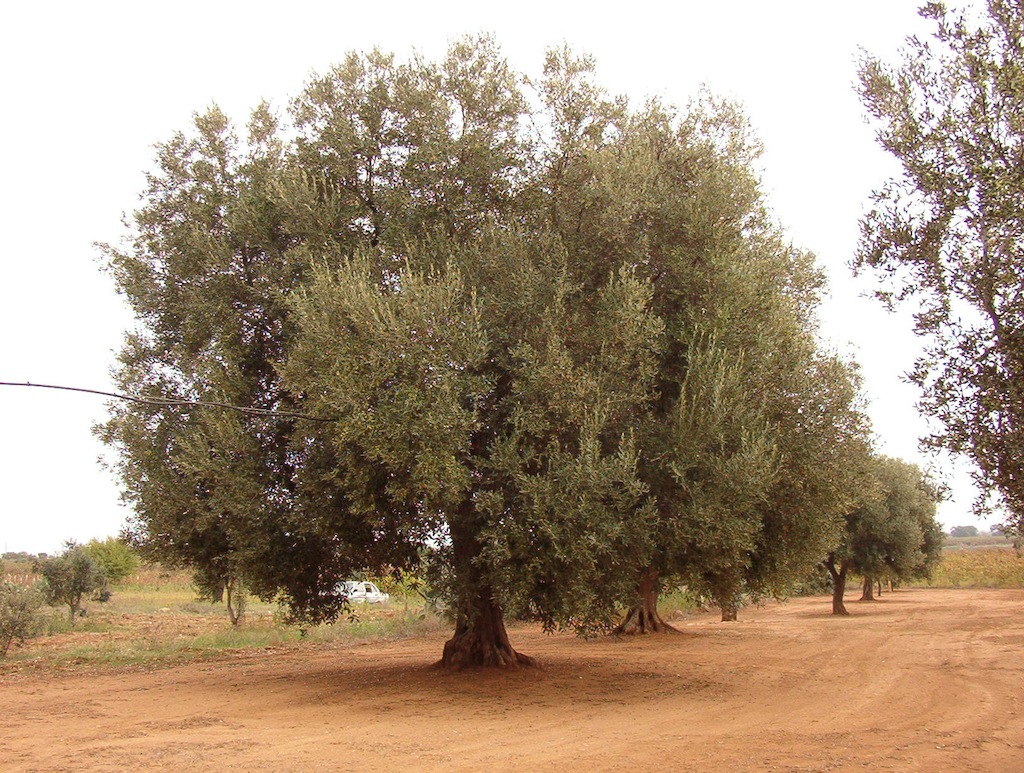Foto albero d'ulivo centenario nell'azienda agricola