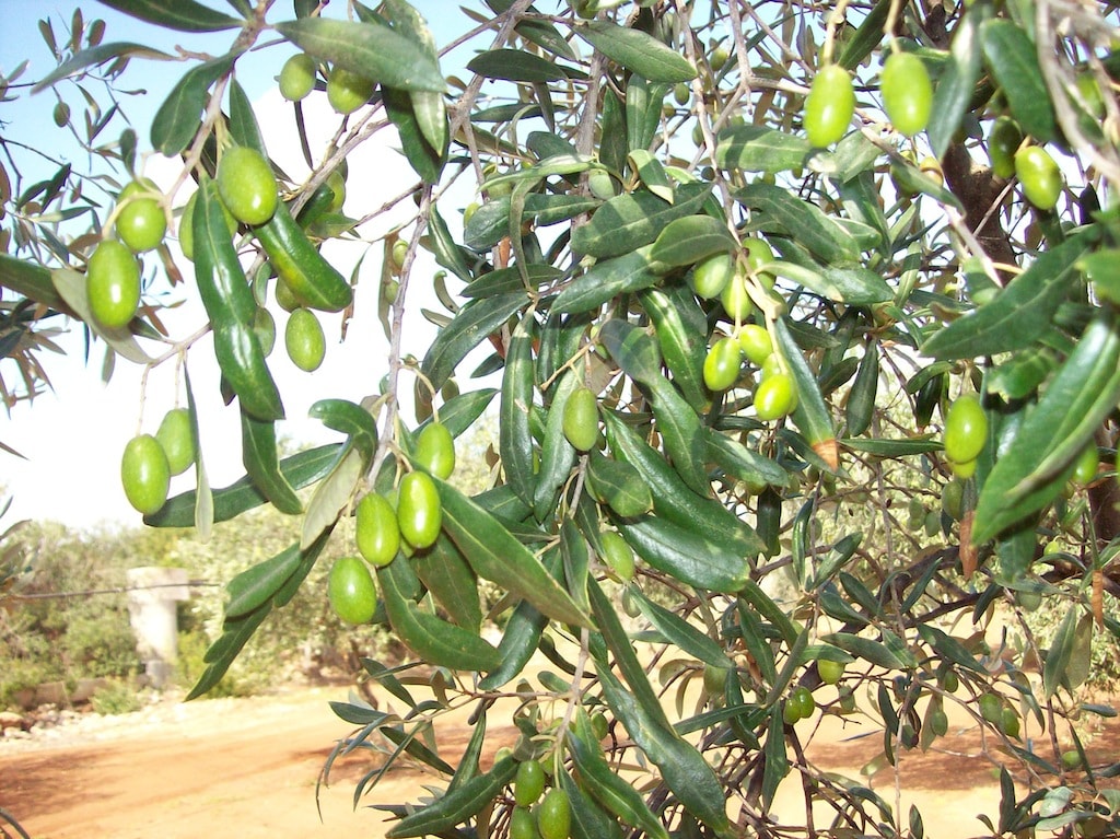 Polifenoli nell'olio extravergine di oliva pugliese