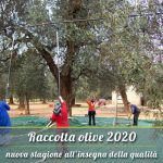 Raccolta olive 2020 stagione all'insegna della qualità