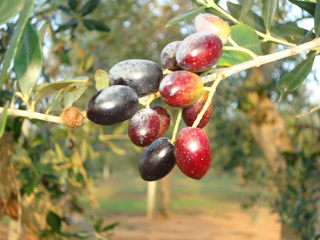 Raccolta olive conto terzi con scuotitore meccanico nel Salento